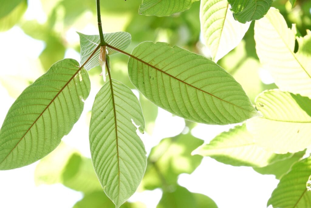 Kratom leaves on a tree near kratom detox.